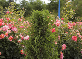 Fototapeta na wymiar Garden with roses
