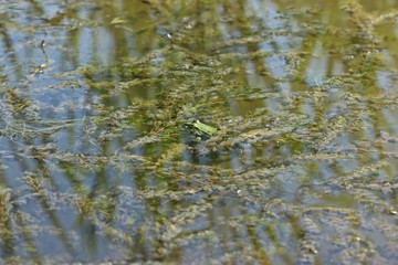 Teichfrosch (Pelophylax esculentus) zwischen Tausendblatt
