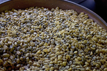 Coffee plantation in Bali . Coffee beans. Kopi Luwak