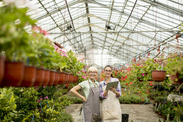 Two senior and young  florist women  selecting flowers while looking instructions from a tablet