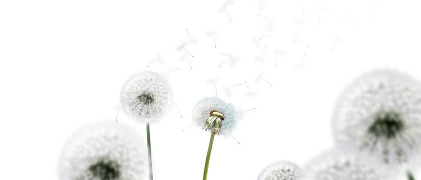 Fototapeta Schöne Pusteblumen freigestellt