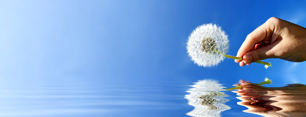 Schöne Pusteblume © Thaut Images
