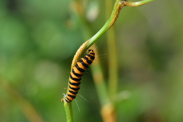Caterpillar of the Cinnabar moth or Tyria jacobaeae. 