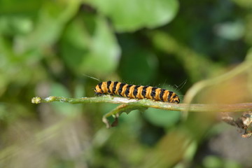 Caterpillar of the Cinnabar moth or Tyria jacobaeae. 