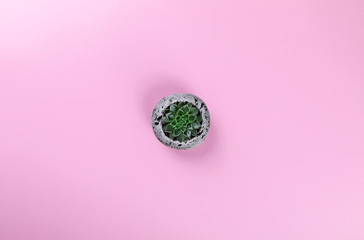 Succulent on the Pink Paper.Minimal Fashion Stillife.  Concept Background Trendy Bright Colors.Copy space for Text.Top View. Flat Lay.
