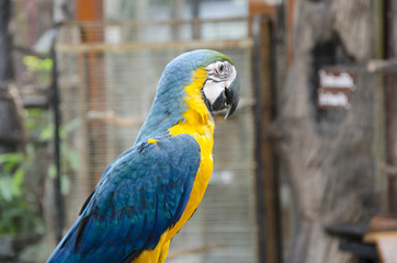 lovely and colorful parrot in the zoo