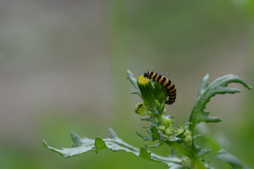 Caterpillar of the Cinnabar moth or Tyria jacobaeae. 