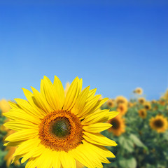 Fototapeta premium Wunderschöne Sonnenblume