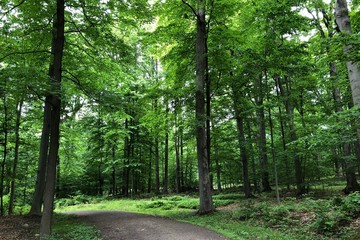 Trail among the forest in Rockefeller State Park Reserve during spring in New York