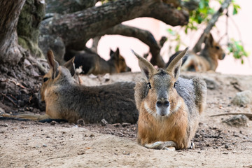 Naklejka na ściany i meble patagonian mara sitting on ground, looking to camera, front view