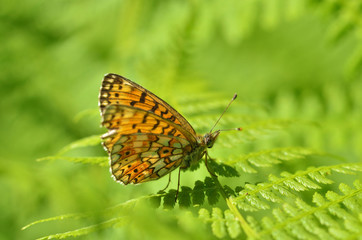 Butterfly drinks nectar from a flower.