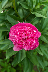 Fototapeta premium Red peonies in the garden. Blooming red peony.