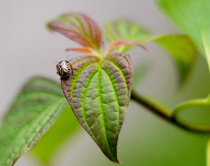 small beetle on a leaf of a tree