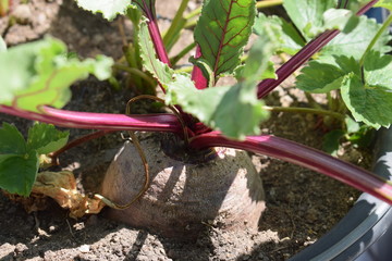 Rote Beete