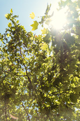 Sun flare shining thru green leaves tree branch on a blue sky