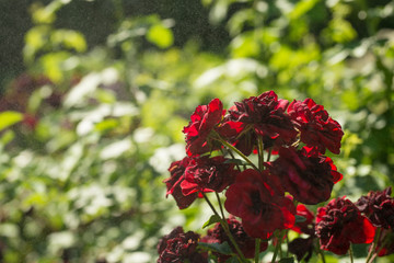 Red roses with splashes of water