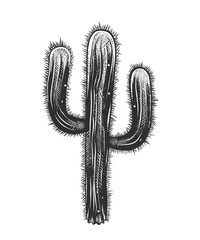 Vector engraved style illustration for posters, decoration and print. Hand drawn sketch of cactus in monochrome isolated on white background. Detailed vintage woodcut style drawing.