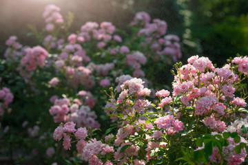 Fototapeta premium pink wild roses in the garden