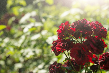 Red roses with splashes of water and sunlight