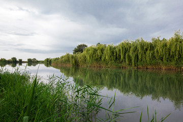 Beautiful lake surrounded by weeping willows.Azerbaijan Guba