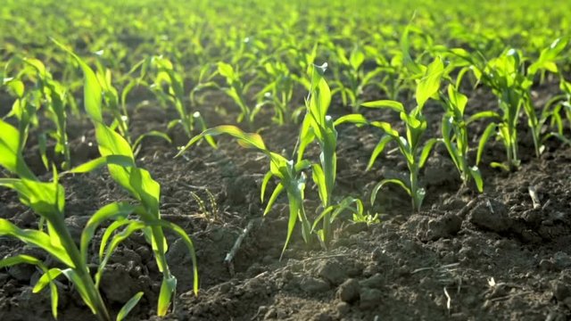 Growing Plants Field of Young Corn Sprouts. Food Modification Crop Farming Concept.