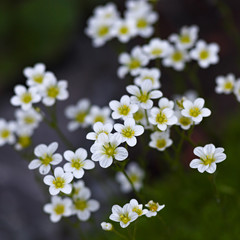 Flower bud blossoms Saxifraga hypnoides on the summer flowerbed in the garden.