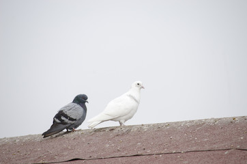 Pigeons at Cappadocia