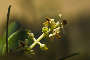 Olive/petites olives sur olivier en fleure