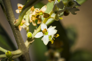 Olivier/fleure d'olivier