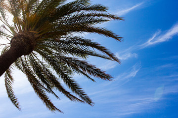 Fototapeta na wymiar summer and vacation - green palm tree over blue sky background