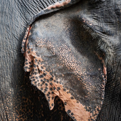 Close up elephant ear.