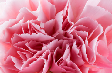 Macro close up of pink carnation 