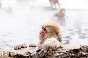 Cute japanese snow monkey sitting in a hot spring. Nagano Prefecture, Japan.