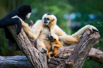 white cheeked gibbon or Lar gibbon.