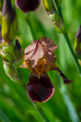 chocolate-colored iris