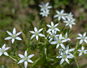 little light flowers