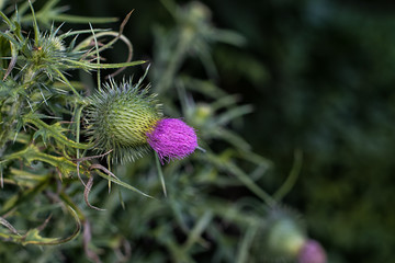 Pink Flowering Thistle in Bloom.