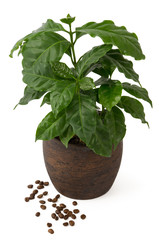 Kaffeebaum und Kaffeebohnen