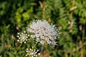Queen Anne's Lace in Bloom.