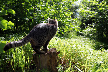 Barney's cat on the stump