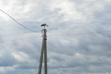 Stork stands on power line pole against cloudy sky background. Bulatovo village, Kaluzhsky region,...