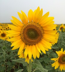Naklejka premium sunflower