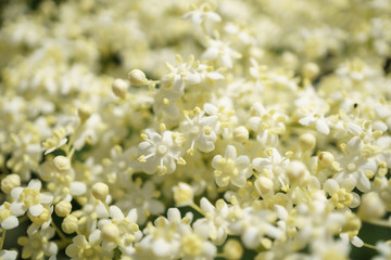 black elder blooms in the fresh air