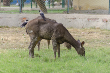 Black deer with crows in a zoo