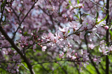 Fototapeta na wymiar Flowering flowers in spring