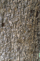 Tree bark grunge texture