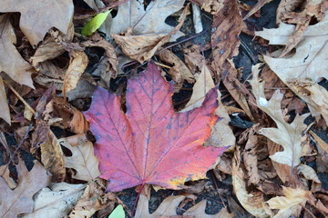 leaf