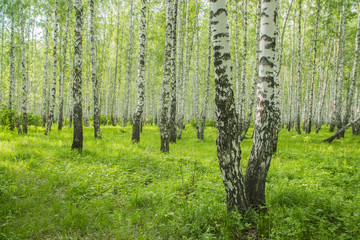 Naklejka premium letni brzozowy las