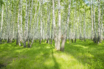Gardinen Sommer Birkenwald © de Art