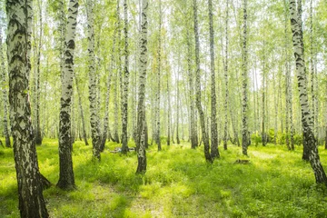 Foto op Plexiglas Berkenbos zomer berkenbos